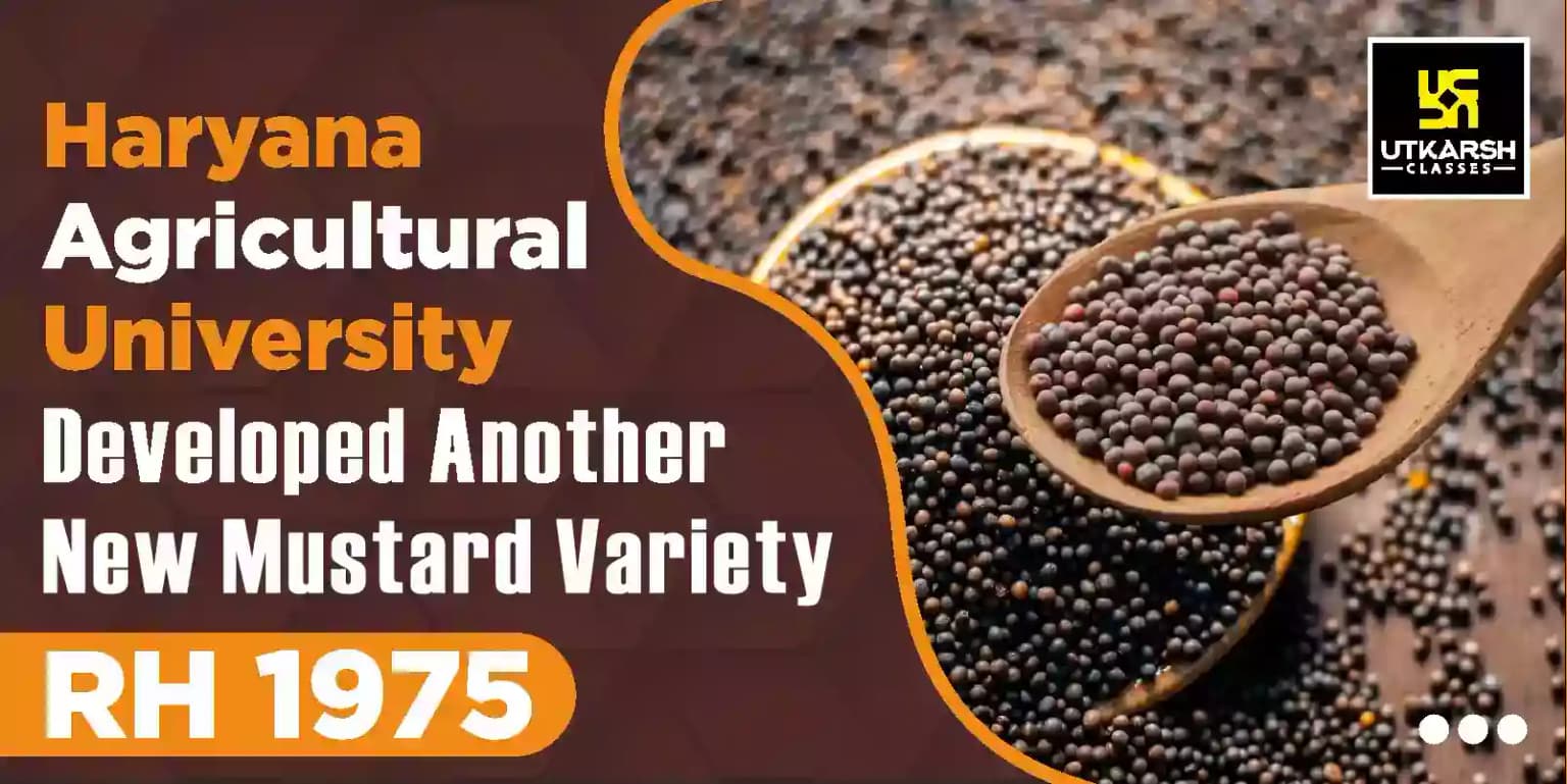 Haryana Agricultural University Developed Mustard Variety RH 1975