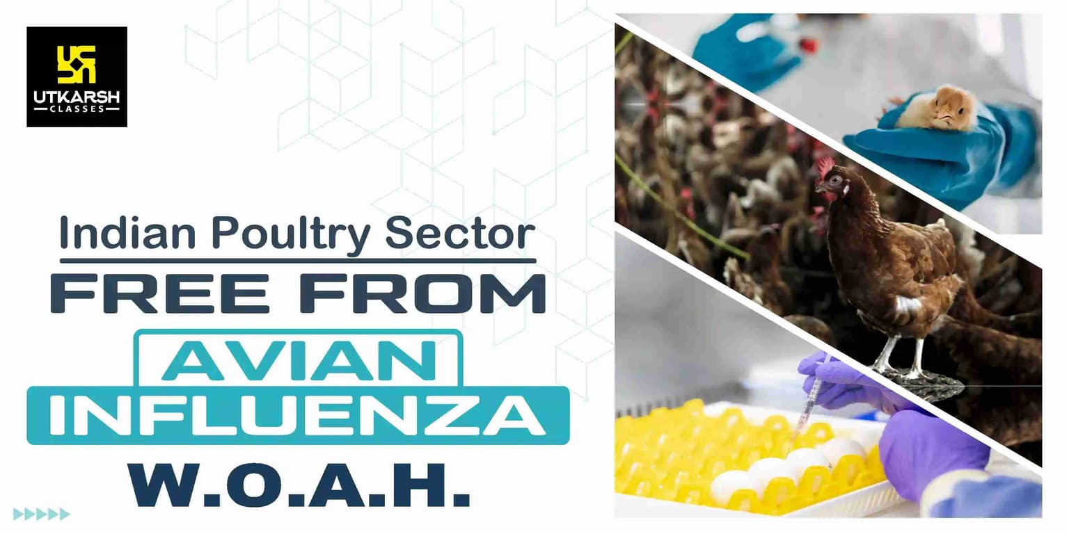 Indian poultry sector free from Avian Influenza: WOAH