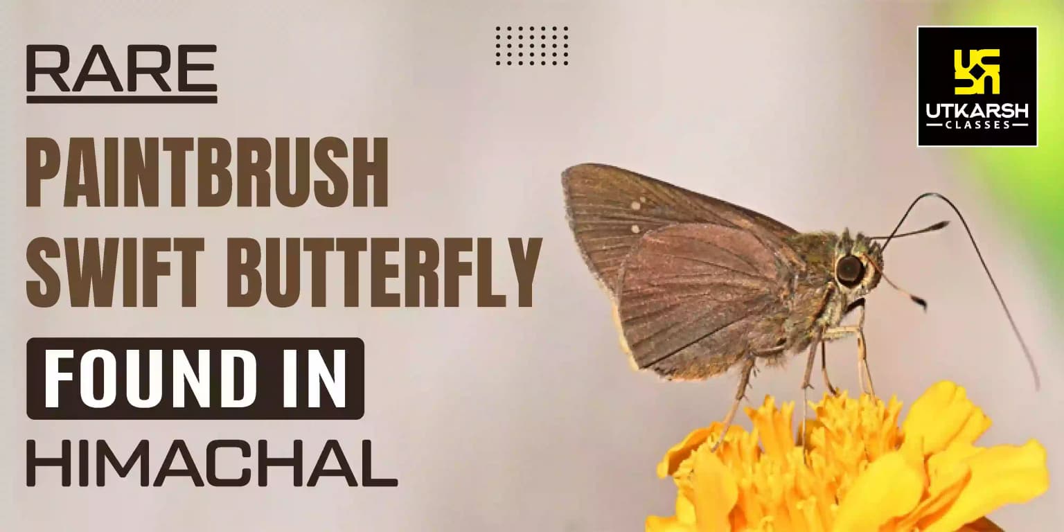 Rare Paintbrush Swift Butterfly Discovered in Himachal Pradesh
