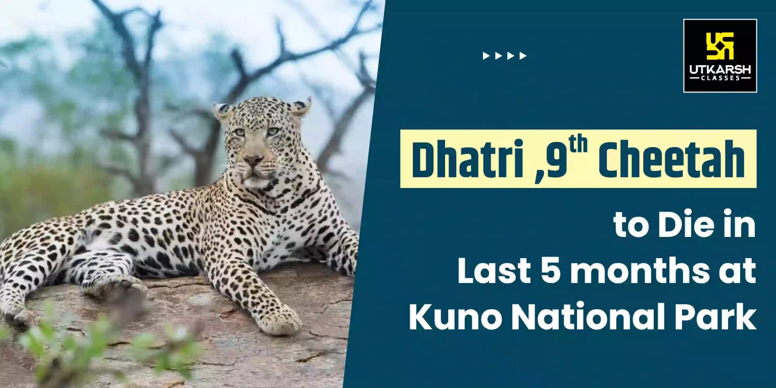 Dhatri, 9th Cheetah Died in the last 5 months at Kuno National Park