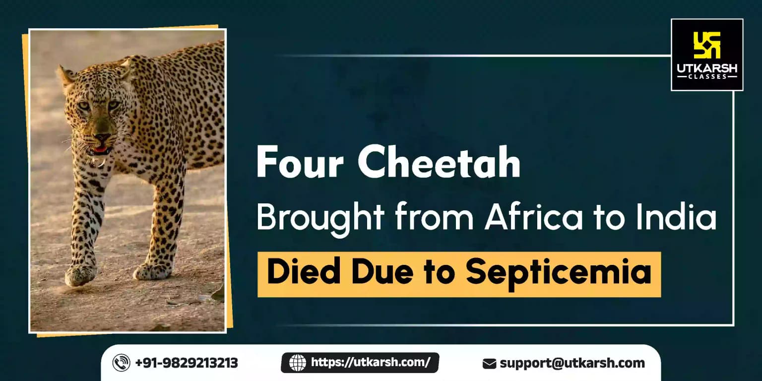 Four Cheetah brought from Africa to India died due to Septicemia