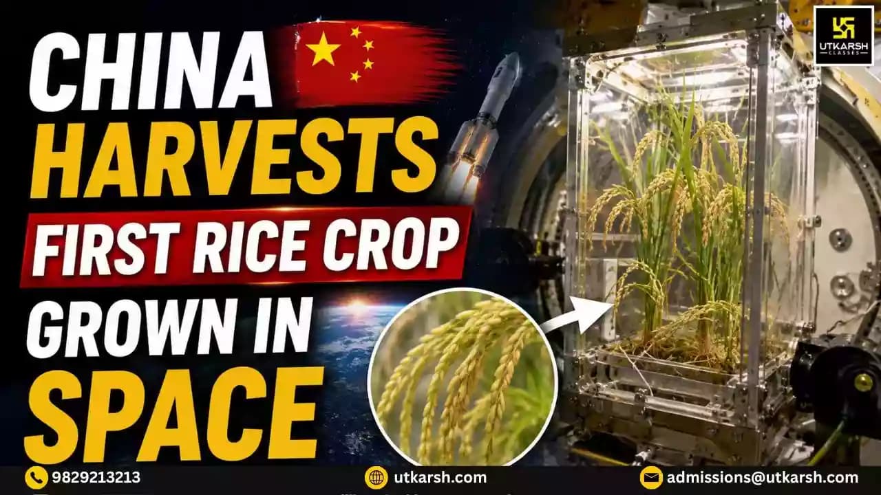 China Harvests First Rice Crop Grown In Space